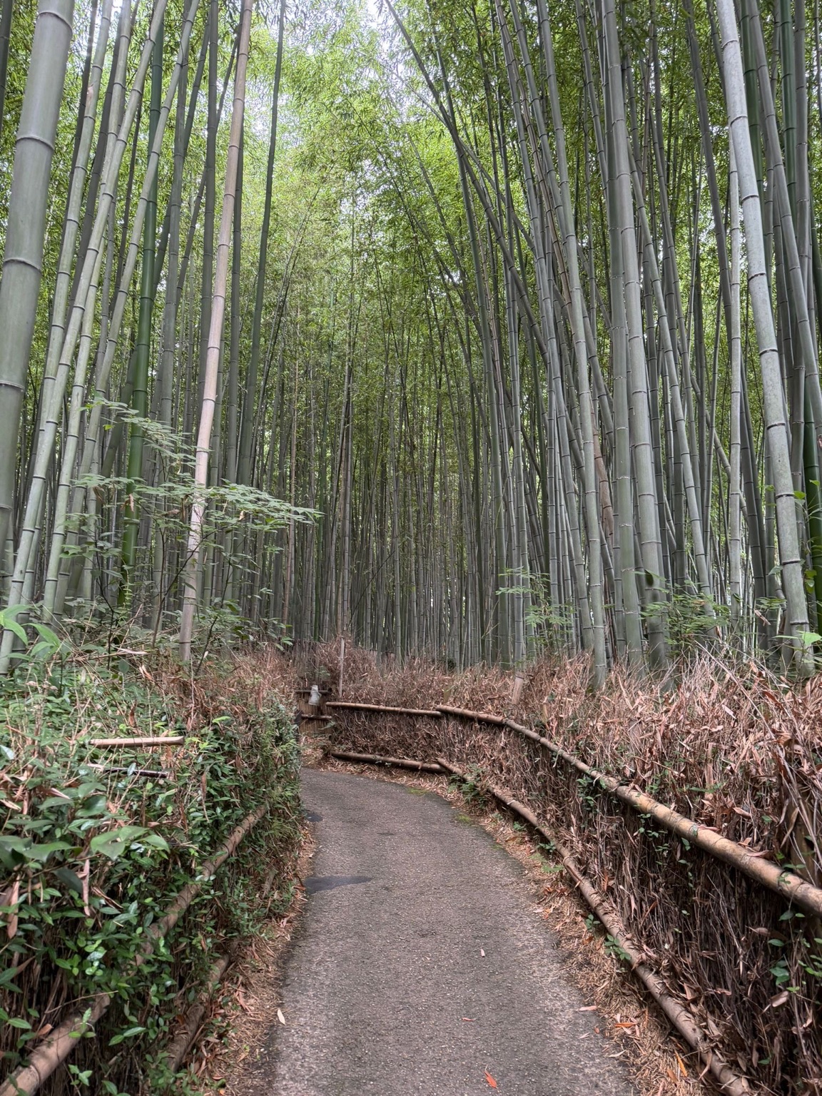 A path through bamboo in Japan